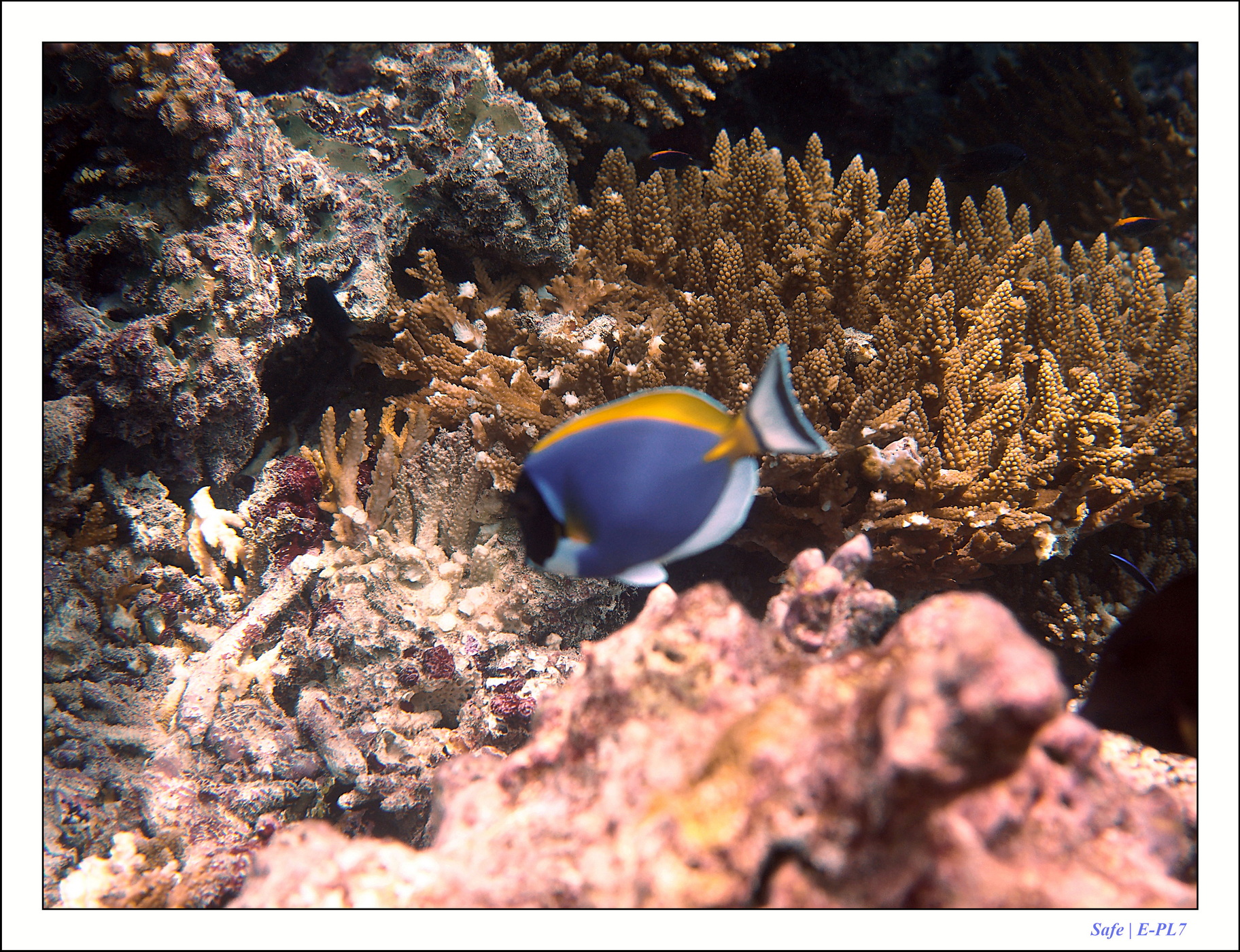 2022 - 07 - snorkeling Maldives - 023